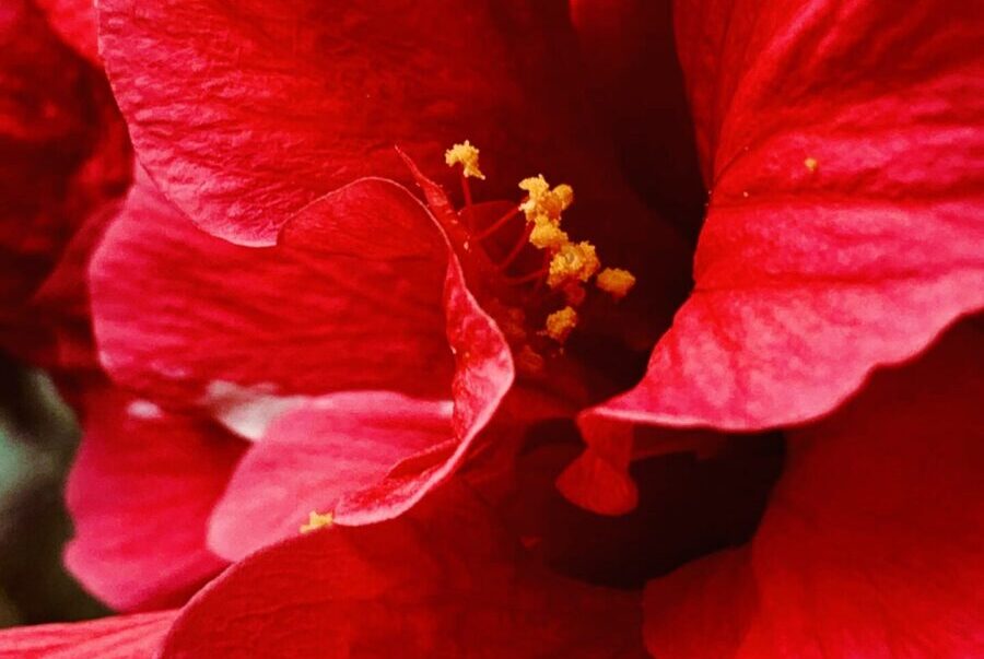 Infusión de hibiscus rojo servida fría con hielo y cítricos — Thé Atelier
